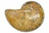 Cut & Polished Jurassic Nautilus Fossil (Half) - Madagascar #289970-1